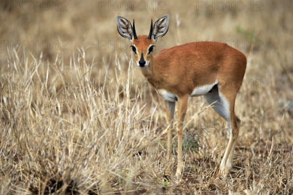 Steenbok (Raphicerus campestris), adult, male, foraging, vigilant, dwarf antelope, Kruger National Park, Kruger National Park, Kruger National Park South Africa