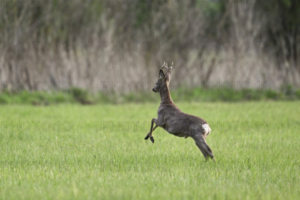 Roebuck (Capreolus capreolus), jumping, on the run, Lake Neusiedl National Park, Seewinkel Burgenland, Austria, Europe
