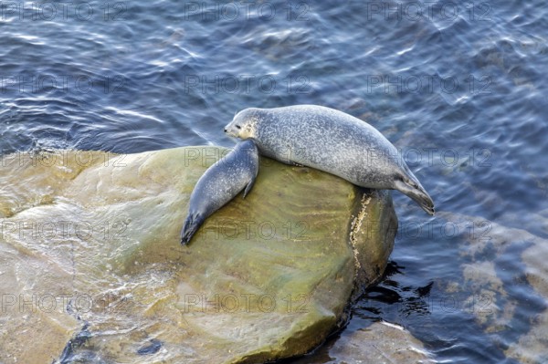 Harbor seal, phoca vitulina vitulina. Female seal and baby resting on a rock by the sea. Forillon national park. Province of Quebec. Canada