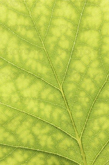 Tulip tree (Liriodendron tulipifera), leaf detail, North Rhine-Westphalia, Germany, Europe