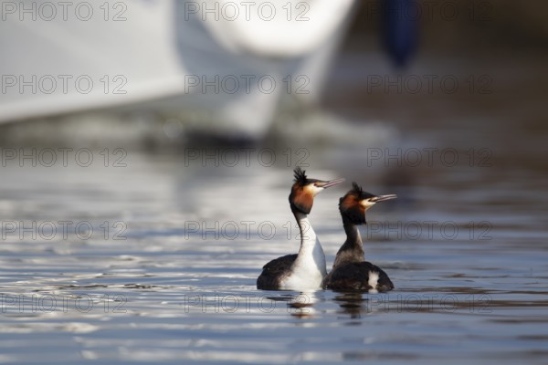 Great crested grebe (Podiceps cristatus) two adult birds performing their courtship display on a lake with a boat in the background, Norfolk, England, United Kingdom, Europe