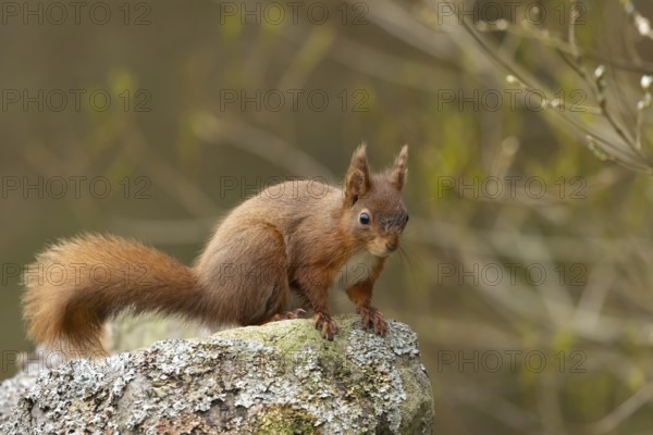 Red squirrel (Sciurus vulgaris) adult animal on a dry stone wall, Yorkshire, England, United Kingdom, Europe