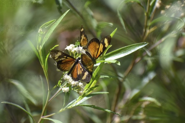 Butterflies of the species Actinote pellenea on wildflower Austroeupatorium inulifolium, in Spanish mariposera, seen in Buenos Aires, Argentina, South America