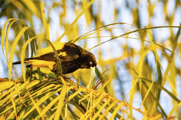Yellow-rumped cacique (Cacicus cela) Pantanal Brazil