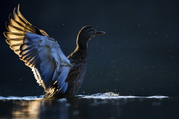 Mallard (Anas platyrhynchos) female, bathing, backlight, water droplets, close-up, on the water, Herdecke, North Rhine-Westphalia, Germany, Europe