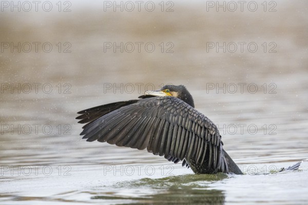 Cormorant (Phalacrocorax carbo) Germany