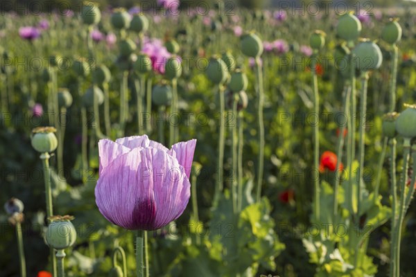 Blue poppy (Papaver somniferum) in a field near Callenberg, Saxony, Germany, Europe