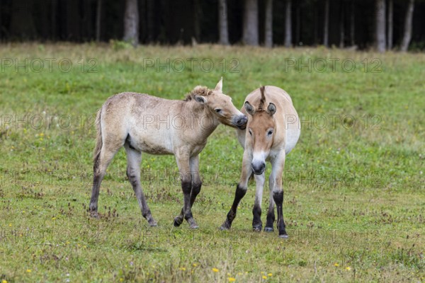 Przewalski's horse (Equus przewalski) capive Germany