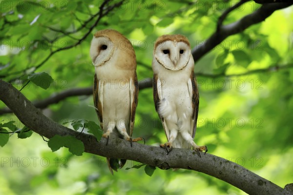 Barn owl (Tyto alba), adult, pair, vigilant, on tree, in summer, Šumava, Czech Republic, Europe