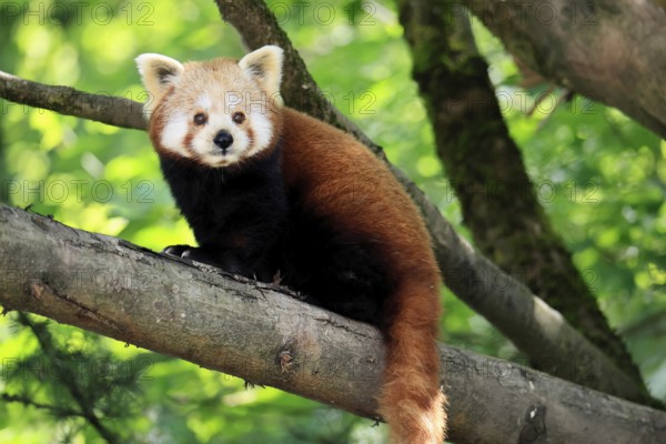 Western Red panda (Ailurus fulgens), adult, on tree, Himalayas, Central Asia