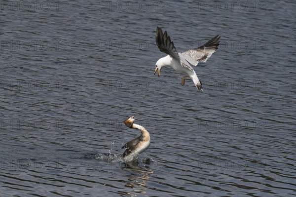 Mediterranean gull (Larus michahellis) attacking a great crested grebe (Podiceps cristatus), Hesse, Germany, Europe