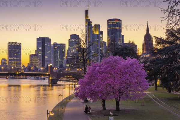 The trees on the banks of the Main in Frankfurt are in full bloom in spring in front of the bank skyline, Mainufer, Frankfurt am Main, Hesse, Germany, Europe