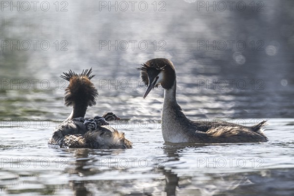 Great Crested Grebe (Podiceps Scalloped ribbonfish) with juveniles, Emsland, Lower Saxony, Germany, Europe