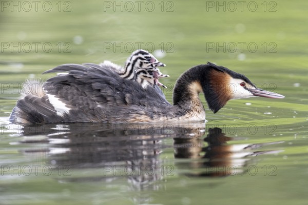 Great Crested Grebe (Podiceps Scalloped ribbonfish) with juveniles, Emsland, Lower Saxony, Germany, Europe
