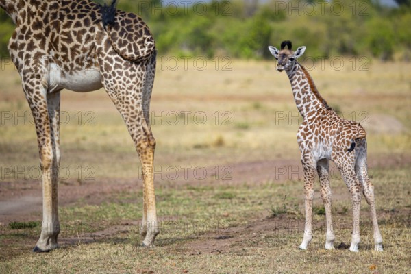 Masai giraffe (Giraffa c. tippelskirchi) Masai Mara Kenya