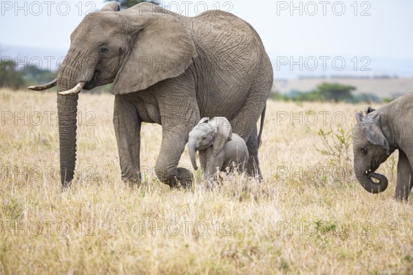 African elephant (Loxodonta africana) Masai Mara Kenya