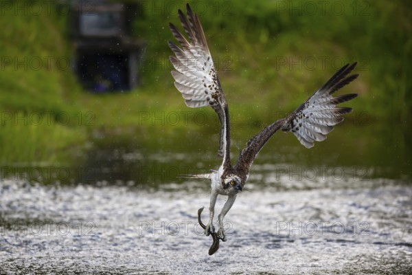 Western osprey (Pandion haliaetus) fishing, Finland, Europe