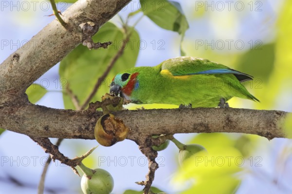 Double-eyed Fig Parrot (Cyclopsitta diophthalma macleayana) male perched on a branch, eating on fig, Queensland, Australia, Oceania