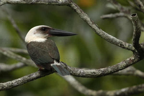 Great-billed Kingfisher (Pelargopsis melanorhyncha) perched on a branch, North Sulawesi, Indonesia, Asia