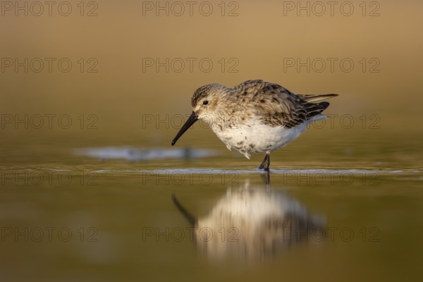 Dunlin (Calidris alpina) foraging, North Rhine-Westphalia, Germany, Europe
