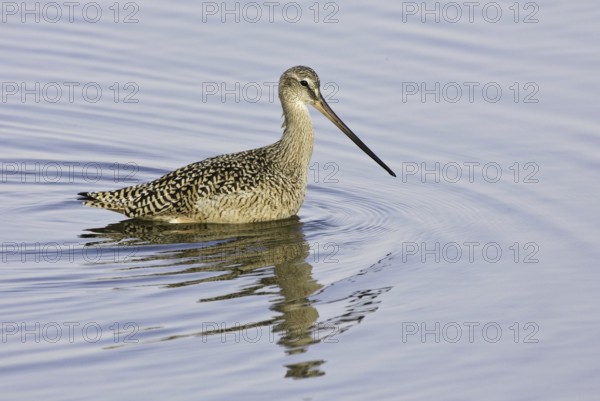 Marbled Godwit (Limosa fedoa), California, USA, North America