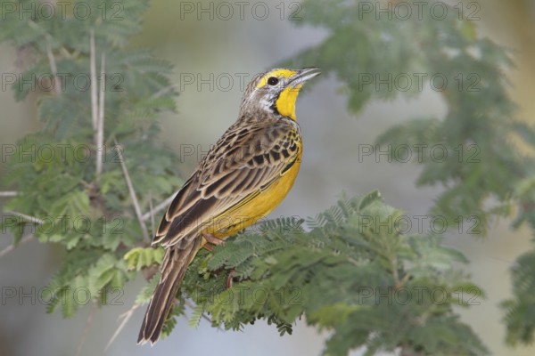 Yellow-throated Longclaw (Macronyx croceus) Männchen, Masai Mara, Kenya, Africa