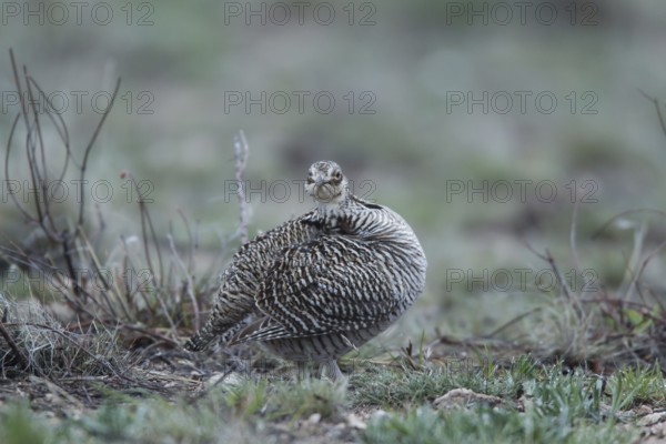 Lesser Prairie Chicken (Tympanuchus pallidicinctus) female, New Mexico, USA, North America