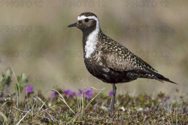 American Golden Plover (Pluvialis dominica) male, Manitoba, Canada, North America