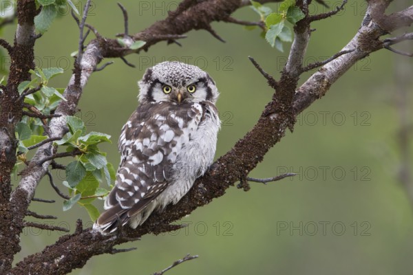Northern Hawk-Owl (Surnia ulula), Varanger, Norway, Europe