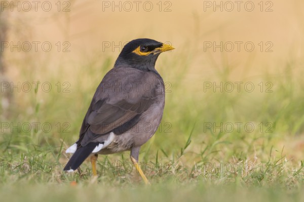 Common Myna - Hirtenmaina - Acridotheres tristis, Oman, Asia