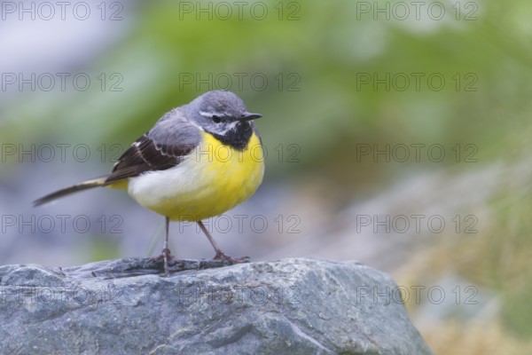 Grey Wagtail - Gebirgsstelze - Motacilla cinerea ssp. cinerea, Kazakhstan, adult male, Asia