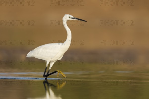 Little Egret (Egretta garzetta) foraging, Eilat, Israel, Asia