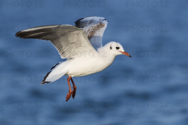 Black-headed Gull (Chroicocephalus ridibundus) flying, Eilat, Israel, Asia