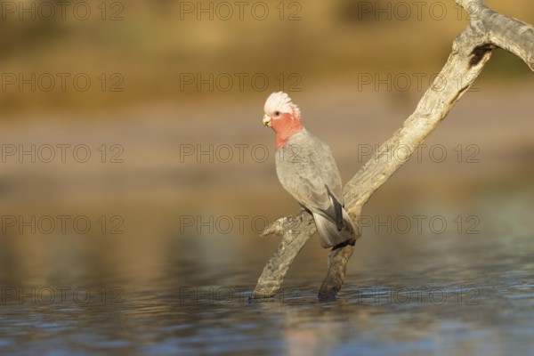 Galah (Eolophus roseicapilla) female at a waterhole, Victoria, Australia, Oceania