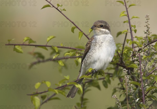 Red-backed Shrike (Lanius collurio) female, Mecklenburg-Western Pomerania, Germany, Europe