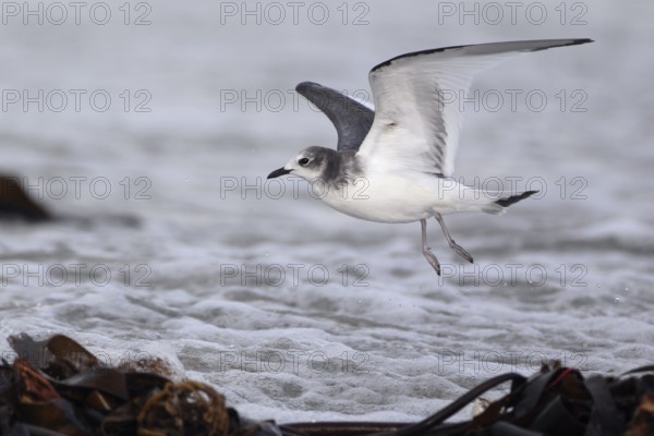 Schwalbenmöwe; lat. Xema sabini; im Flug über dem Spülsaum der Düne von Helgoland; Seitenansicht
