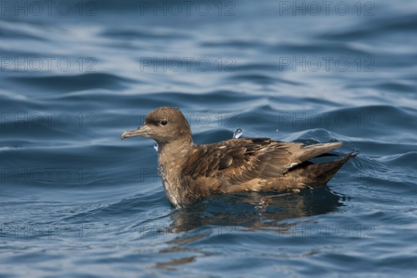 Sooty Shearwater Puffinus griseus San Diego, California, United States 14 September Adult Procellariidae