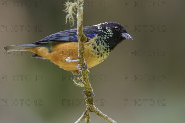 Spangled-cheeked Tanager (Tangara dowii) perched on a branch in Costa Rica