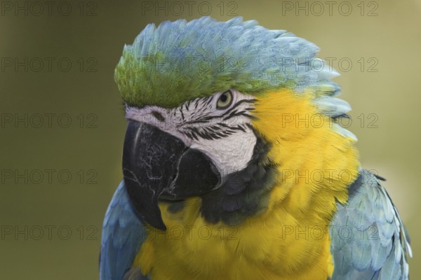 Blue-and-yellow Macaw (Ara ararauna), Arizona, USA, North America