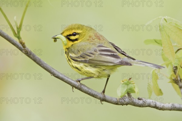 Prairie Warbler (Setophaga discolor) male, Ontario, Canada, North America