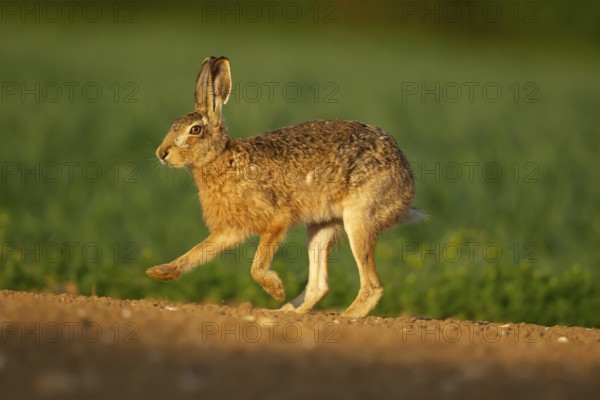 European brown hare (Lepus europaeus) adult animal running in a farmland field, England, United Kingdom, Europe