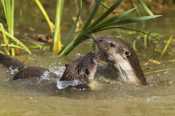 Two otters interacting lively in the water near reeds, European otter (Lutra lutra), Germany, Europe