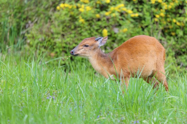 A male Red Forest Duiker (Cephalophus natalensis) stands in a green meadow, eating grass and herbs