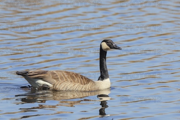 Canada goose (Branta canadensis) swimming in water, Wildlife, Birds, Geese, Waghäusel, Baden-Württemberg, Germany, Europe