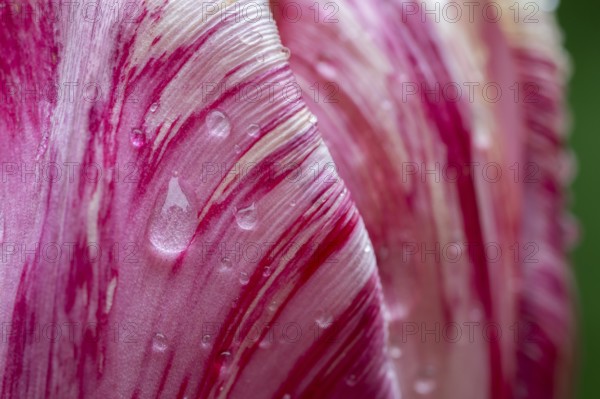 Detail, pink-red-white flower, tulip (Tulipa), pearly water droplets