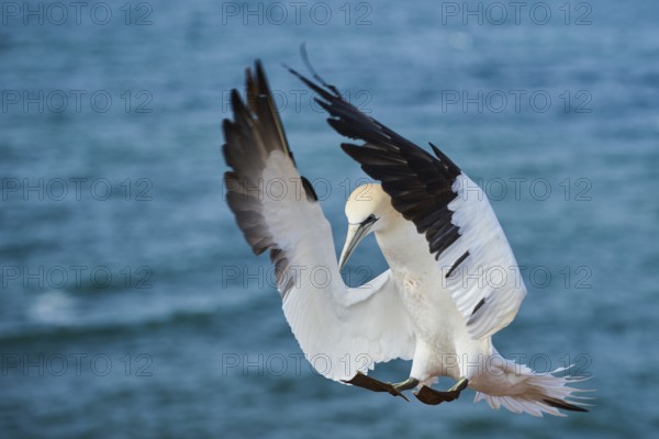 Northern gannet (Morus bassanus) flying over the sea, landing wildlife, Helgoland, Germany, Europe