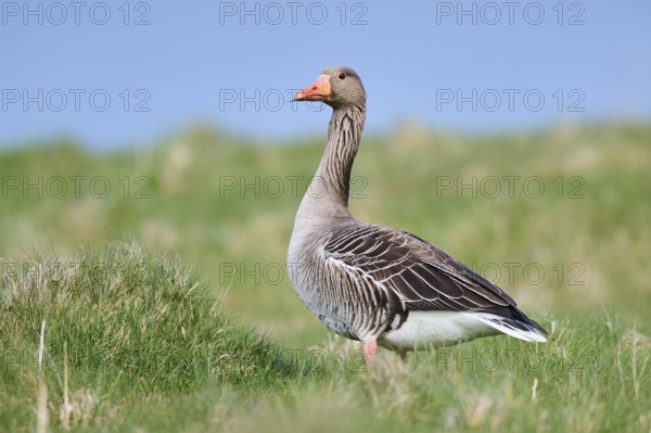 Greylag goose (Anser anser) on a field, wildlife, Helgoland, Germany, Europe