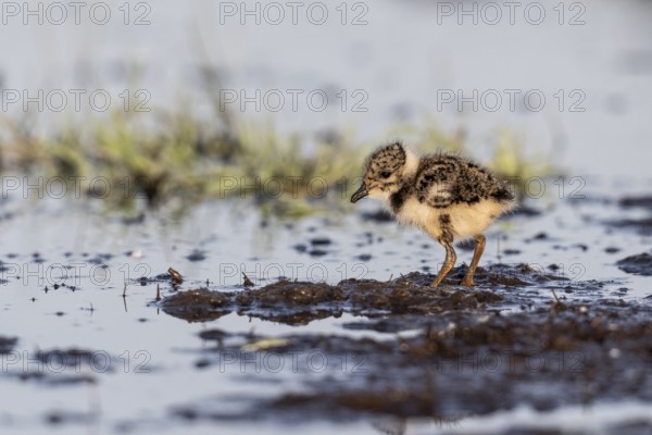 Young lapwing (Vanellus vanellus), Lower Saxony, Germany, Europe