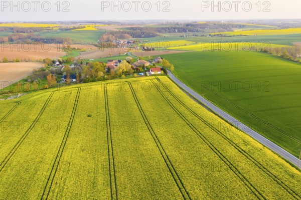 View of Ickowitz and Piskowitz in the Lommatzscher Pflege, aerial view with rape fields in bloom, Lommatzsch, Saxony, Germany, Europe