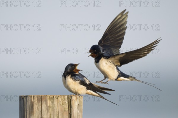 Male barn swallow (Hirundo rustica) approaching the female for mating, Hesse, Germany, Europe
